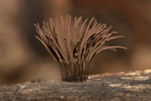slime mold 2