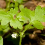 small flowered baby blue eyes nemophila aphylla