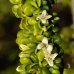 smallflower lilythorn catesbaea parviflora