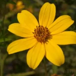 smallfruit beggarticks bidens mitis