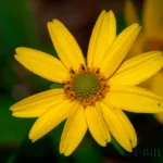 smooth oxeye flower heliopsis helianthoides var.gracilis