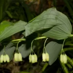 smooth solomons seal flowers polygonatum biflorum