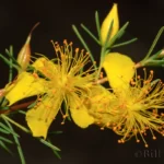smoothbark st johns wort flower hypericum lissophloeus