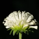 snowy squarestem melanthera nivea