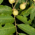 soapberry sapindus saponaria