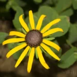 softhair coneflower rudbeckia mollis