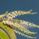 sourwood flowers oxydendrum arboreum