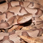 southern copperhead agkistrodon contortrix contortrix