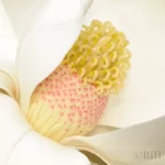 southern magnolia flower magnolia grandiflora