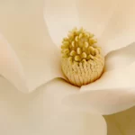 southern magnolia magnolia grandiflora