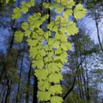 southern maidenhair fern adiantum capillus veneris