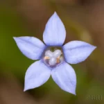 southern rockbell top view wahlenbergia marginataview wahlenbergia marginata