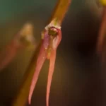 southern twayblade orchid neottia bifolia 2