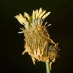 southern umbrellasedge fuirena scirpoidea