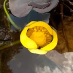spatterdock nuphar advena