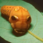spicebush swallowtail butterfly caterpillar papilio troilus