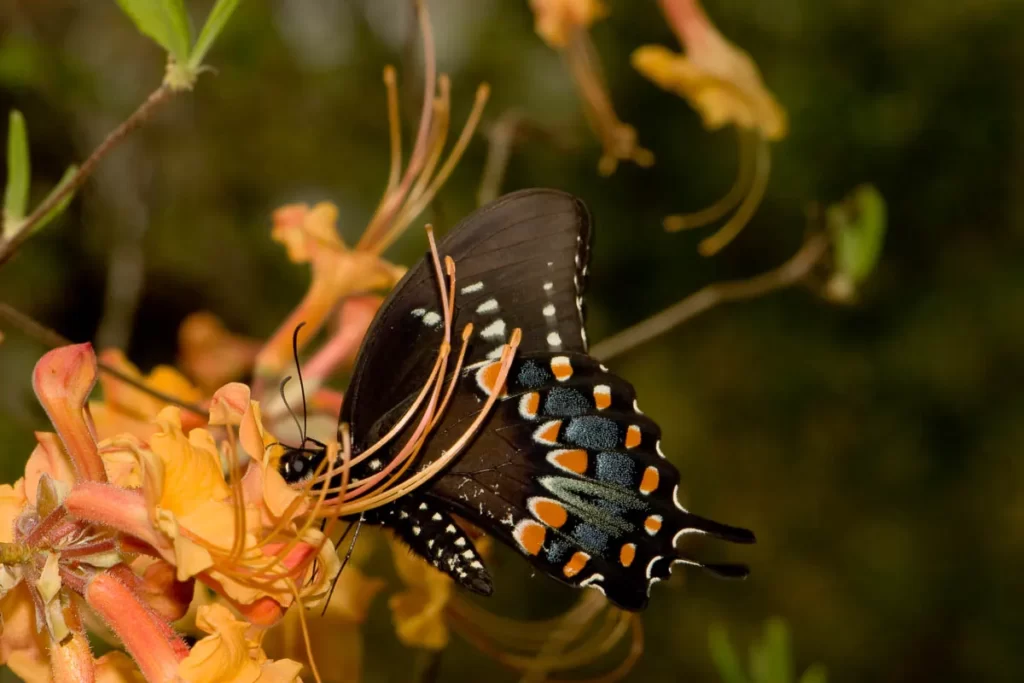 spicebush swallowtail nectaring on florida flame azalea