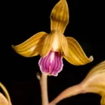 spiked crested coralroot orchid hexalectris spicata
