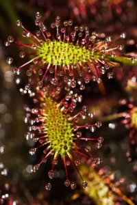 spoonleaf sundew glands drosera intermedia