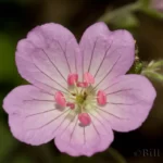 spotted geranium geranium maculatum 2