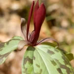 spotted wakerobin trillium maculatum