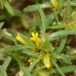 spreading cinchweed pectis prostrata