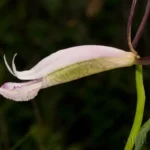 spreading pogonia orchid pogonia divaricata 2