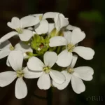 spring cress cardamine bulbosa