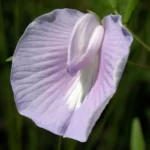 spurred butterfly pea centrosema virginianum 2