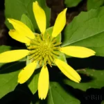 squarehead tetragonotheca helianthoides