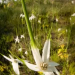 starrush whitetop rhynchospora latifolia