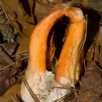 stinkhorn clathrus columnatus