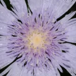 stokes aster flower closeup stokesia laevis