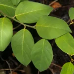 strangler fig ficus leaves aurea