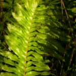 swamp fern blechnum serrulatum