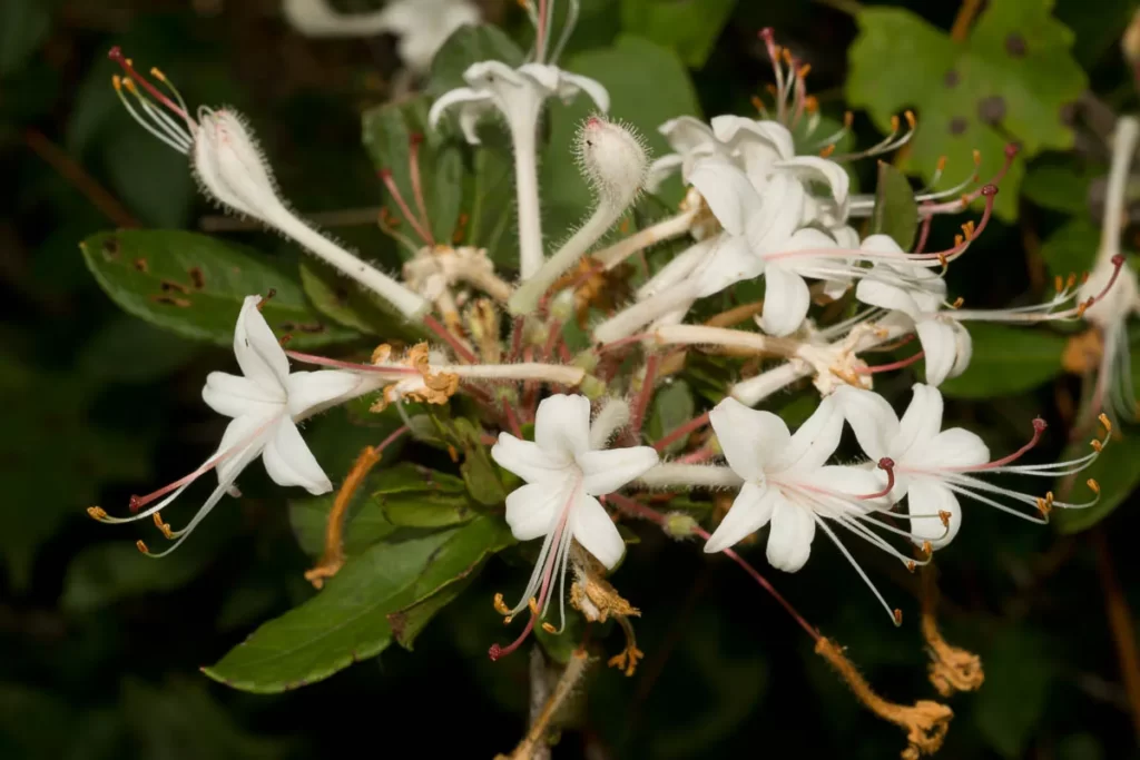 swamp honeysuckle rhododendron viscosum