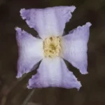 swamp leather flower clematis crispa