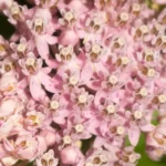swamp milkweed asclepias incarnata