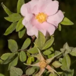 swamp rose rosa palustris