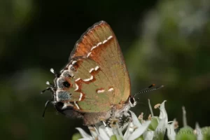'Sweadner's' Juniper Hairstreak Butterfly Gryneus sweadneri