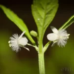 sweet broom scoparia dulcis