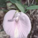 sweet scented pigeonwings clitoria fragrans