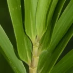 switchcane ligules arundinaria gigantea