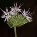 tall elephantsfoot elephantopus elatus