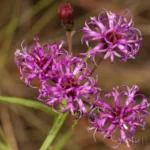 tall ironweed vernonia angustifolia 3
