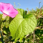 tall morning glory ipomoea purpurea