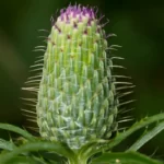 tall thistle cirsium altissimum