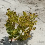 telephus spurge euphorbia telephioides 2