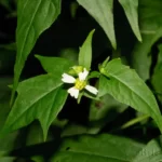 tennessee leafcup polymnia leavigata