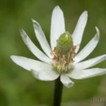 tenpetal thimbleweed anemone berlandieri 2